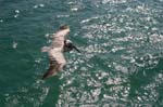 galapagos brown pelicans 