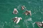 galapagos brown pelicans 