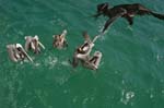 galapagos brown pelicans 