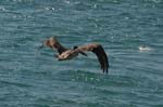 galapagos brown pelicans 