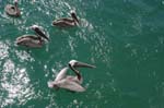 galapagos brown pelicans 