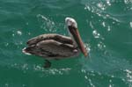 galapagos brown pelicans 