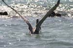 galapagos brown pelicans 