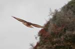 galapagos buzzard 