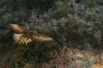 galapagos buzzard 