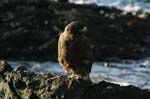 galapagos buzzard 