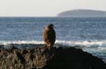 galapagos buzzard 