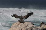 galapagos espagnola island 