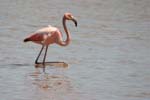 galapagos flamingo 