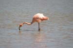 galapagos flamingo 