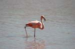 galapagos flamingo 