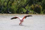 galapagos flamingo 