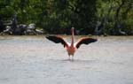 galapagos flamingo 