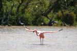 galapagos flamingo 