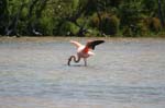 galapagos flamingo 