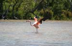 galapagos flamingo 