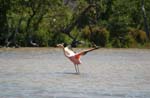 galapagos flamingo 