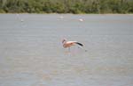 galapagos flamingo 