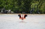 galapagos flamingo 