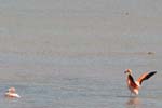 galapagos flamingo 