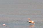 galapagos flamingo 