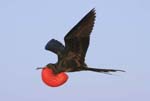 galapagos frigatebird  (male)(north seymor island)