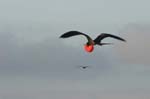 galapagos frigatebird  (male)(north seymor island)