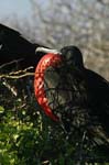 galapagos frigatebird  (male)(north seymor island)