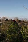 galapagos frigatebird  (male)(north seymor island)