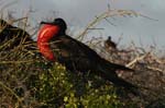 galapagos frigatebird  (male)(north seymor island)