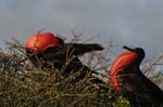 galapagos frigatebird  (male)(north seymor island)