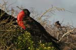 galapagos frigatebird  (male)(north seymor island)