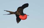 galapagos frigatebird  (male)(north seymor island)