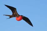 galapagos frigatebird  (male)(north seymor island)