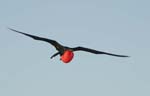 galapagos frigatebird  (male)(north seymor island)