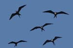 galapagos frigatebird 