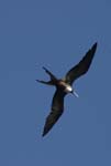 galapagos frigatebird  (female)