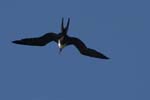 galapagos frigatebird  (female)