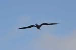 galapagos frigatebird  (female)