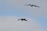 galapagos frigatebird  (female)