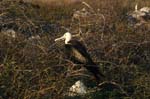 galapagos frigatebird  (female)