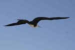 galapagos frigatebird  (female)