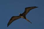 galapagos frigatebird  (female)