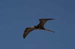 galapagos frigatebird  (female)