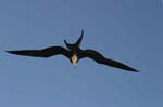 galapagos frigatebird  (female)