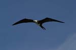 galapagos frigatebird  (female)