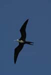 galapagos frigatebird  (female)