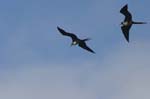 galapagos frigatebird  (female)