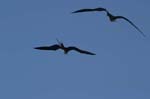 galapagos frigatebird  (female)