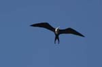 galapagos frigatebird  (female)